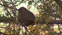 Toxostoma crissale