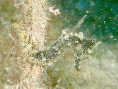 Hippocampus hippocampus