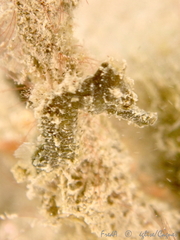 Hippocampus hippocampus