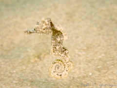 Hippocampus hippocampus