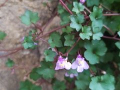 Cymbalaria muralis