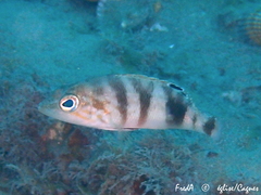 Serranus hepatus