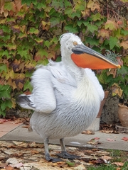 Pelecanus crispus