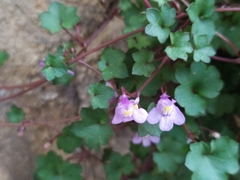 Cymbalaria muralis