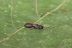 Ceratina