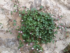 Cymbalaria muralis
