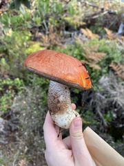 Leccinum manzanitae