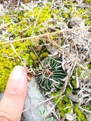 Echinofossulocactus pentacanthus