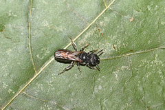 Ceratina