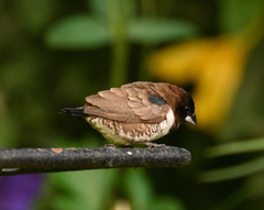 Spermestes cucullata