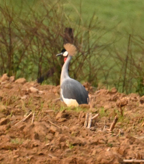 Balearica regulorum regulorum