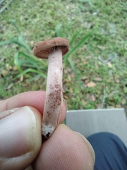 Lactarius quietus