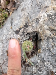 Echinofossulocactus pentacanthus