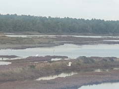 Ardea alba