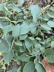 Physalis cinerascens