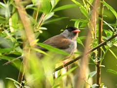 Sylvia nigricapillus