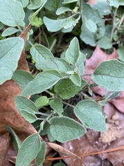 Physalis cinerascens