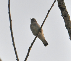 Prodotiscus regulus