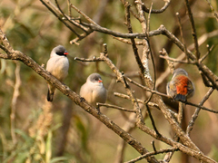 Coccopygia melanotis