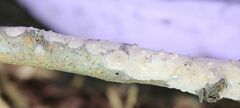 Phlebiopsis crassa