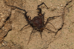 Gonyleptidae