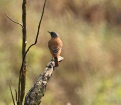 Monticola rupestris