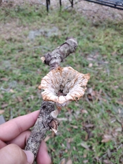 Cymatoderma caperatum