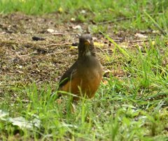 Turdus olivaceus