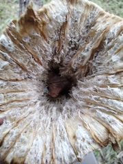 Cymatoderma caperatum