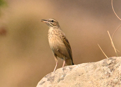 Anthus nicholsoni