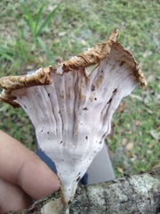 Cymatoderma caperatum