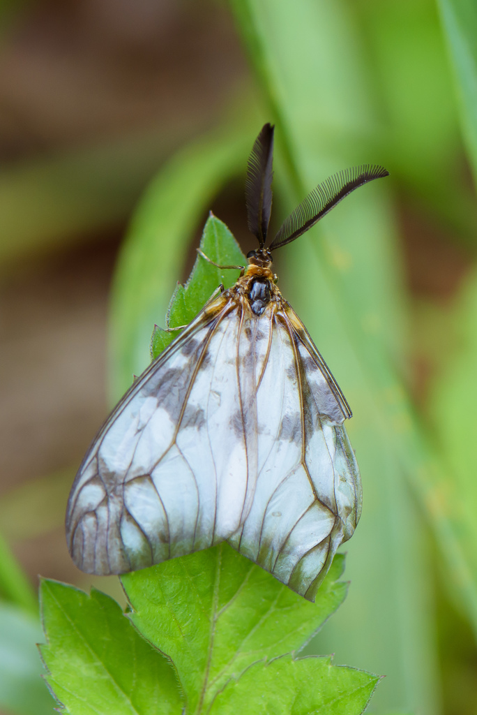 Agalope