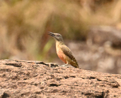 Geocolaptes olivaceus