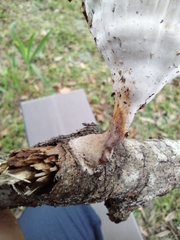 Cymatoderma caperatum