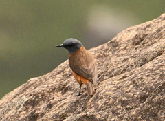 Monticola rupestris