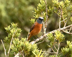 Monticola rupestris