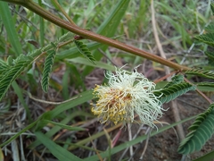 Calliandra humilis