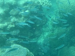 Caesio caerulaurea