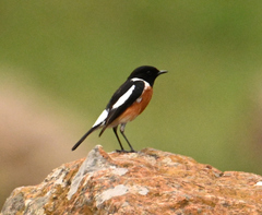 Saxicola torquatus