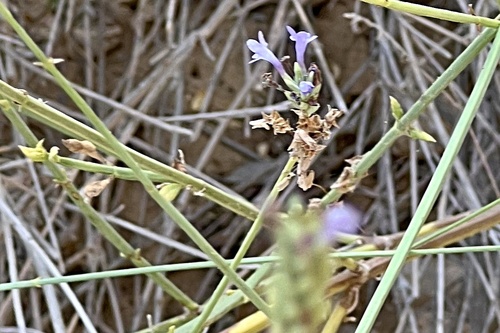 Stripped Lavender (Lavandula subnuda)