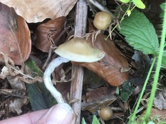 Psilocybe serbica