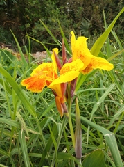 Canna × generalis