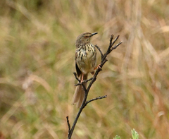 Prinia maculosa