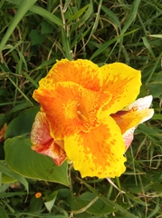 Canna × generalis
