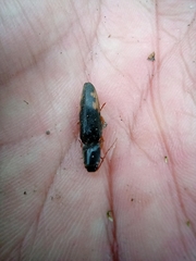 Conoderus semimarginatus