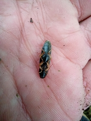 Conoderus semimarginatus