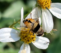 Palpada pusilla