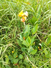Canna × generalis