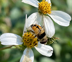 Palpada pusilla