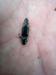 Conoderus semimarginatus